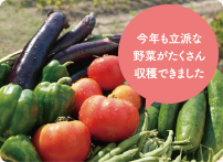 穫れたての野菜